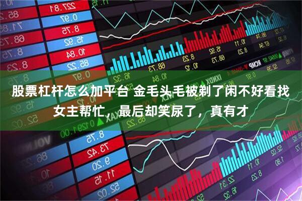 股票杠杆怎么加平台 金毛头毛被剃了闲不好看找女主帮忙，最后却笑尿了，真有才